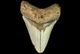 Fossil Megalodon Tooth - North Carolina #109881-1